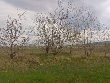 Torpaq sahələrinin satışı: Kənd təsərrüfatı — 17