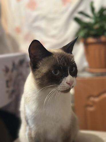 кошка регдолл: Сиамская, 2 года, Мальчик — 3