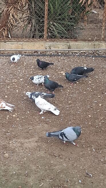 Göyərçinlər: Satılır — 2