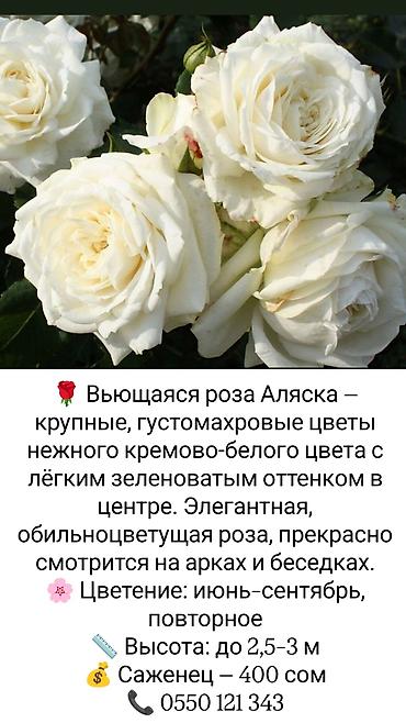 коробки для цветов бишкек: Саженцы Платная доставка — 3