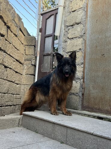 İtlər: Alman çoban iti, 1 ay, Erkek — 3