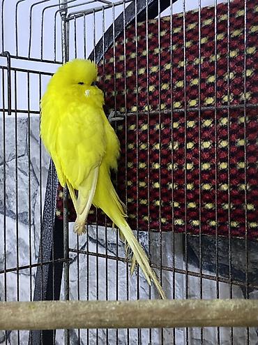 derzi quşu: JUMBO TUTUQUŞU-İl yarımlıq qızğın erkək təmiz sarı rəngdə.Çox iri — 1