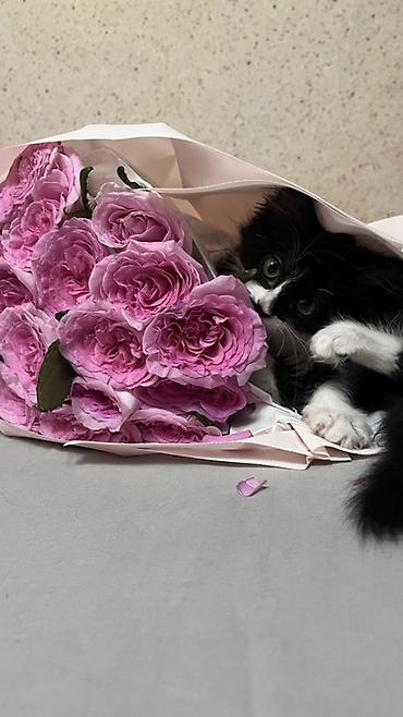 Мышыктар: Отдам в добрые рук котенка ( девочка ) Котёнок чёрно-белого окраса — 3