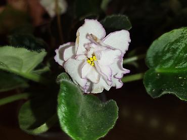 Фиалки и глоксинии: Продаю разные цветущие фиалки Цена за нецветущий 100 сом, остальные — 4