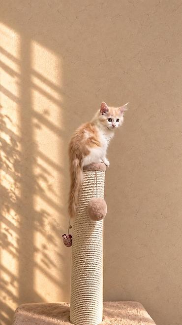 Мышыктар сатылат: 🐱 Продаётся котёнок мейн-кун, 3 месяца Ищем любящих и ответственных — 5