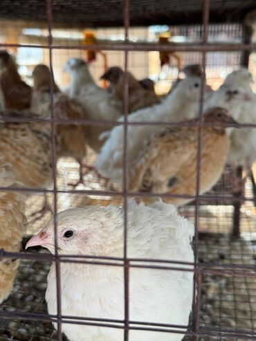 оборудование для кур несушек: Цена из-за срочности! Продам перепелок несушки!!! Возраст 3 месяца!