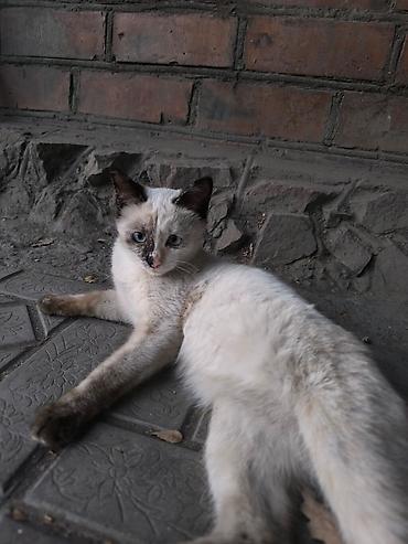 Кошки: Кошка даром: Беспородная, 4 месяца, Девочка — 4