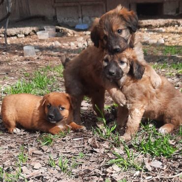 сколько стоит дрессировка собак: Собака даром: Дворняжка, 2 месяца, Самка