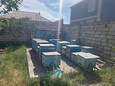 qaz şəkili: Arıçılıq üçün hazır pətək və avadanlıq dəsti - Şəkillərdə gördüyünüz — 3