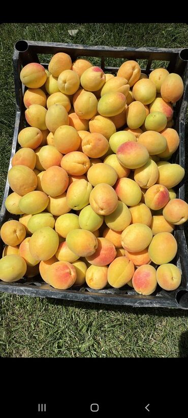 оптовые цены на продукты питания в бишкеке: Абрикосы