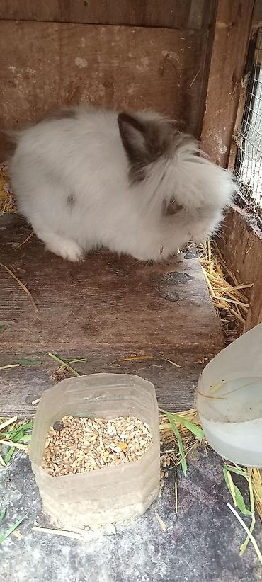 Dovşanlar: Temiz. qan. ankolka. balaları. satılır. 25 m — 8