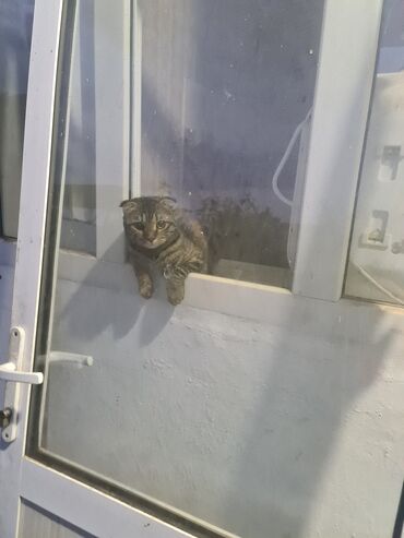сколько стоит вислоухий котенок: Скотиш Фолд (Шотландская вислоухая), 1 год, Девочка