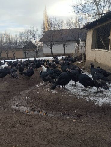 Индюки: Продаю | Индюшка (самка) | Северокавказская | Для разведения | Племенные at lalafo.kg — 3 Индюки: Продаю | Индюшка (самка) | Северокавказская | Для разведения | Племенные — 3