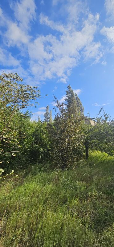 Torpaq sahələrinin satışı: 48 sot, Kənd təsərrüfatı, Kupça (Çıxarış) — 28