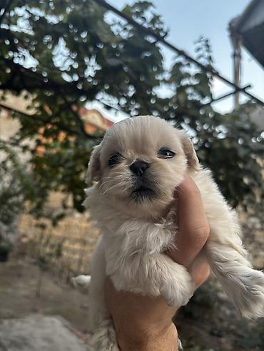 seksi it: Pekines — 2