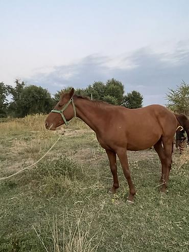 Продам с/х животных: Продаю | Кобыла (самка) | Для разведения — 5