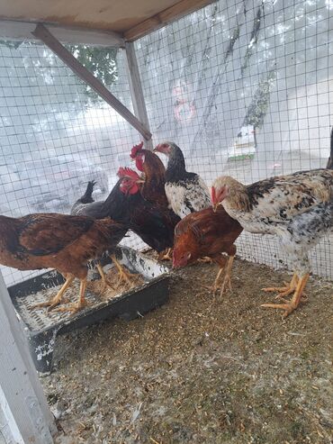 отдам даром кота: Toyuq, Ətlik