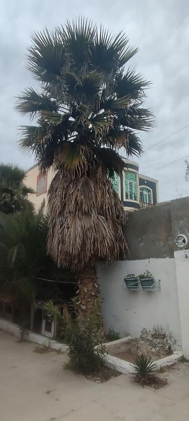 şaxta gülü bitkisi: Dekorativ palma ağacı – böyük ölçülü - Növ: dekorativ fan‑yarpaqlı — 2