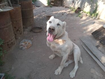 шенки собаки: Продается алабай, 5 лет (самка)