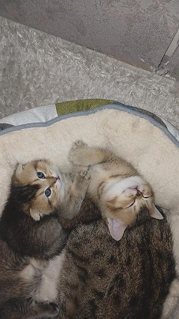 Pişiklər: Britan — 8