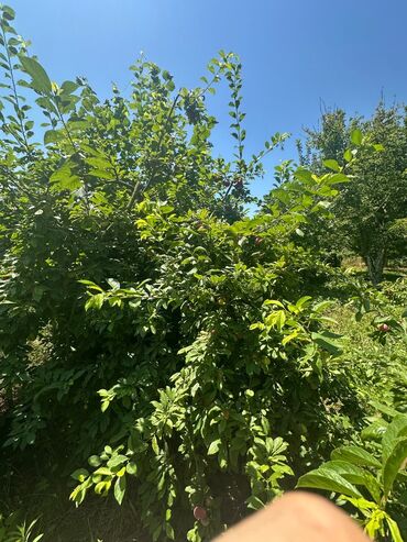 Bağ evlərinin satışı: Xaçmaz, 126 kv. m, 4 otaqlı, Hovuzsuz -da lalafo.az — 12 Bağ evlərinin satışı: Xaçmaz, 126 kv. m, 4 otaqlı, Hovuzsuz — 12