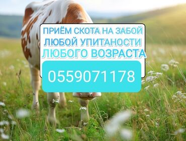 корма для сх животных: Куплю | Коровы, быки, Лошади, кони, Другие с/х животные | Круглосуточно, Любое состояние, Забитый