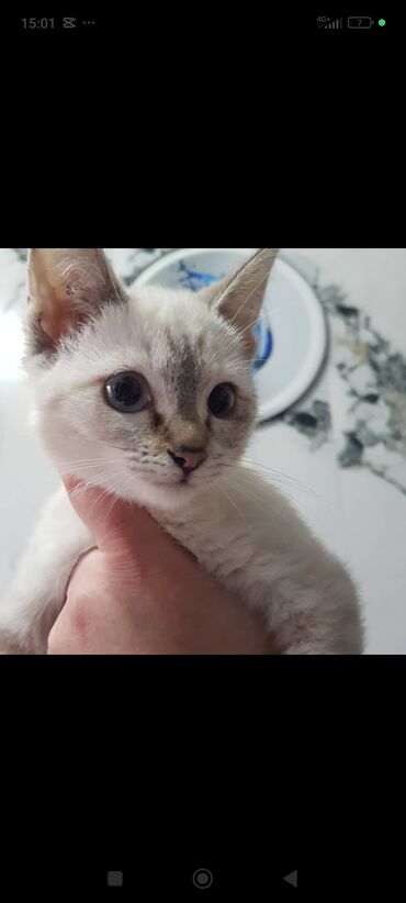 объявления о пропаже животных: Отдадим очень красивых домашних котят от глистов обработаны к лотку