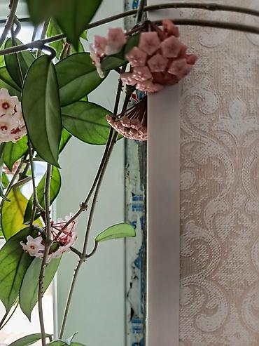 hoya gulu: Hoya carnosa (Vaxtı-vaxtında çiçəkləyən mum gül) – sarmaşıq tipli otaq — 2