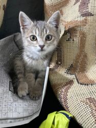 дом для кош: Мышык бекер берилет: Породасыз, 2 айлык, Ургаачы, Аргын, Лотокко барууга үйрөтүлгөн