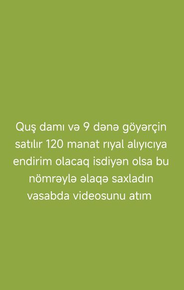 Çəngəllər: Göyərçinlər