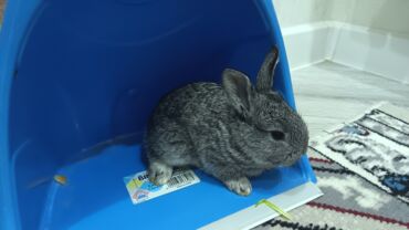 Dovşanlar: Dovsan balalari satilir — 13