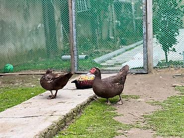 australorp toyuq satılır: Toyuq, Australorp, Damazlıq, Ödənişli çatdırılma — 3