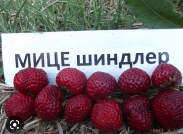 Фрукты и ягоды: Семена и саженцы