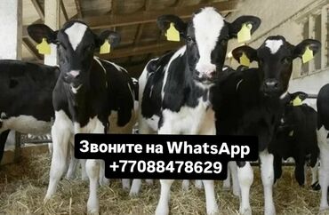 Коровы, быки: Продаю | Корова (самка), Бык (самец), Тёлка | Ангус, Герефорд, Голштин | На откорм, На забой, Для разведения | Племенные, Осеменитель, Стельные