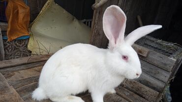 купить кролика в бишкеке: Продаю | Крольчиха (самка), Кролик самец, Крольчата | Фландр | Для разведения | Племенные