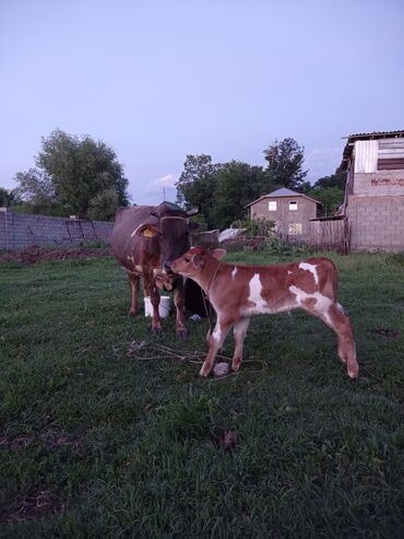 Коровы, быки: Продаю | Корова (самка), Бык (самец), Музоо, торпок | Для молока | После отела