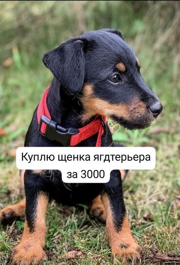 кыргыз тайган ит: Куплю щенка ягдтерьера за 3000