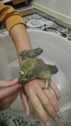 чихуахуа в добрые руки: Qurbaga