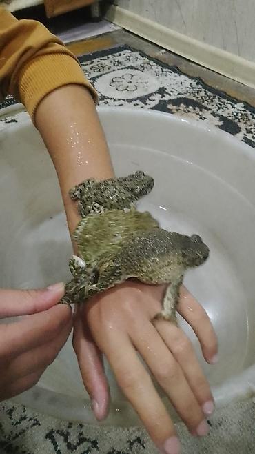 akvarium baligi: Sülhsevər, Ödənişli çatdırılma — 3