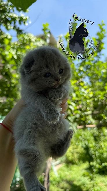 голубь птицы: Скотиш Фолд (Шотландская вислоухая), 1 месяц, Мальчик, Голубой, Приучена к лотку — 5