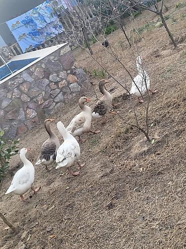 Qazlar: Qaz sürüsü satılır - Növ: Ağ və boz yerli qazlar (qarışıq rənglər) - — 1