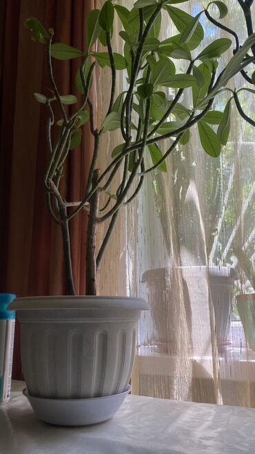 Другие комнатные растения: Комнатное растение