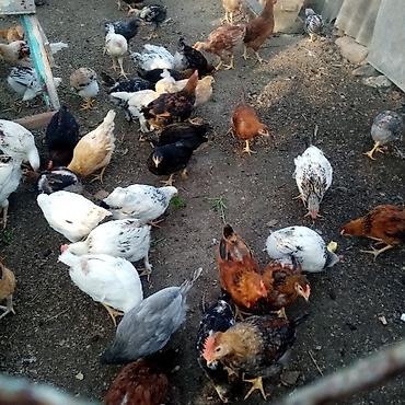 Toyuqlar: Toyuq, Damazlıq — 6