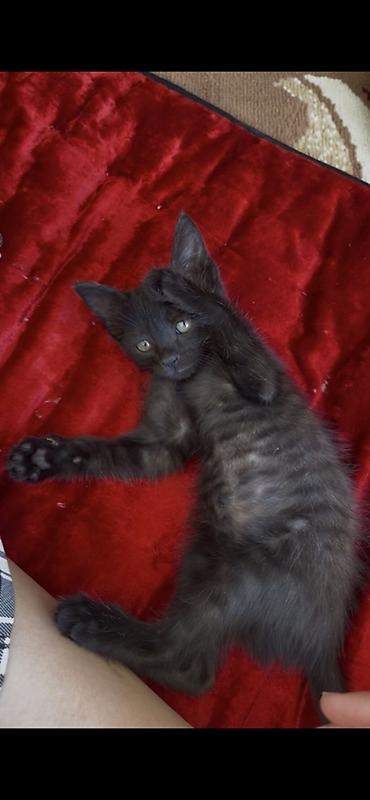 котик 1 месяц: Кошка даром, игривая, ласковая, когти пострижены, быстро привыкает к — 1