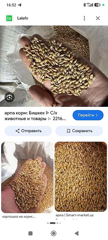 Кормовой ячмень - Цельное зерно для кормления сельскохозяйственных