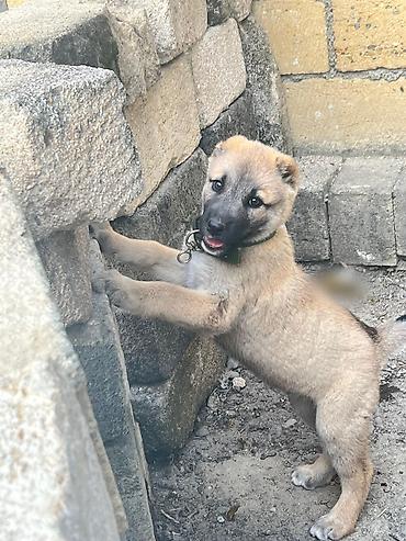 anqora pisik satilir: 2 ay, Erkək — 2
