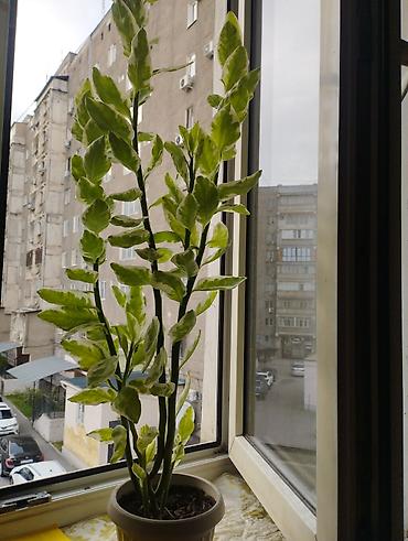 Декоративное комнатное растение в горшке – пестролистный куст с
