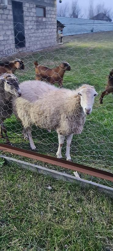 Qoyunlar, qoçlar: 1 qoc 2023 sentyabr heyvanı 100 kq + damazdıg yaxşı sürən — 5