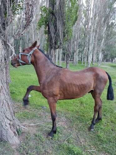 лошадь жеребёнок: Продаю | Конь (самец) | Полукровка | Для разведения, Конный спорт