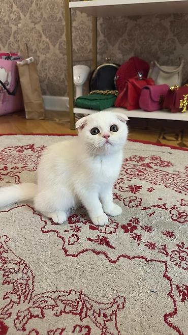 Pişiklər: Britan — 5